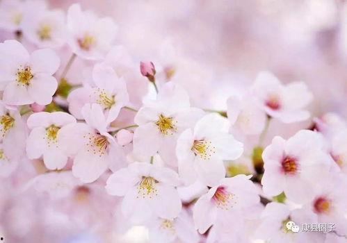 樱花最新爆料更新视频,揭秘视频背后的惊人真相！  第1张